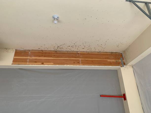 Biohazard Mold Removal in Moyie Springs, ID