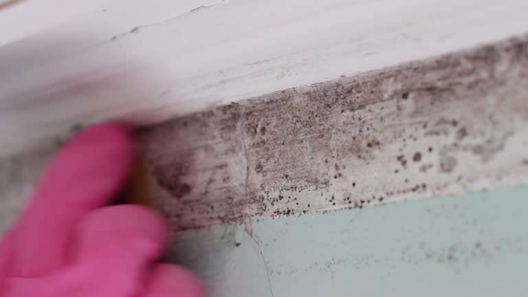 Best Emergency Mold Remediation  in Moyie Springs, ID